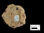 Dames Quarter interior surface of base sherd from Nassawango, site 18WO23/5K.